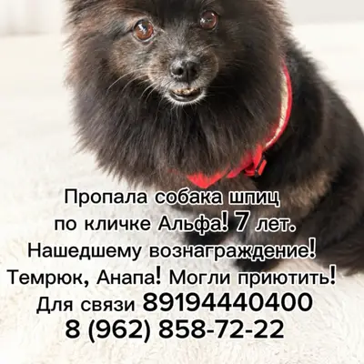 Потерялась собака черный шпиц кличка АЛЬФА. 7 лет. Могли увезти с лодочного кооператив 2 (Вербино, Темрюк) в Анапу 