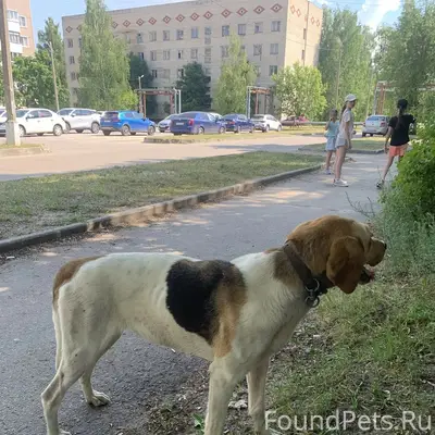 Найдена собака, [место: Сосновый Бор, Пирочи, Негомож]