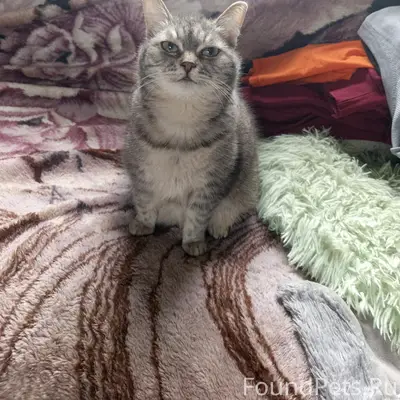 Пропала кошка Дося, плато Барантал