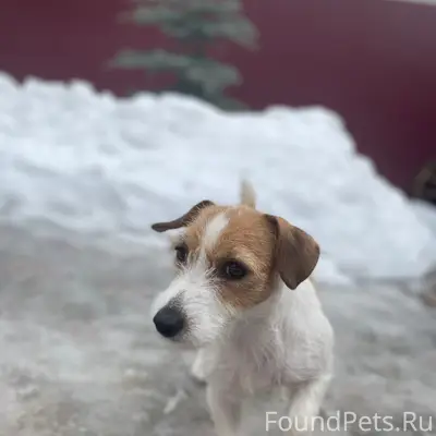 Пропала собака Петра, джек рассел терьер, железнодорожный округ
