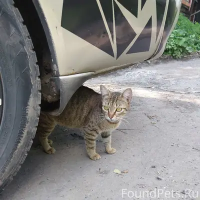 Найдена кошка, улица Крымская (Черемошники)