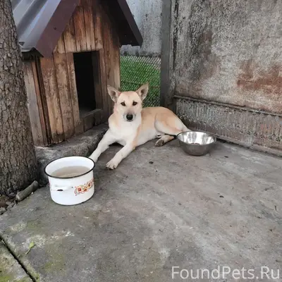 Пропал пес Бельчик, Краснодар