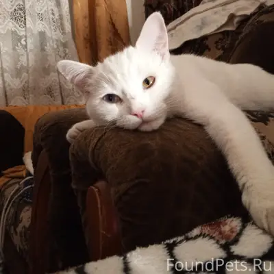 Пропал кот белый