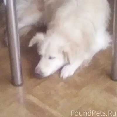 Пропала собака Кора