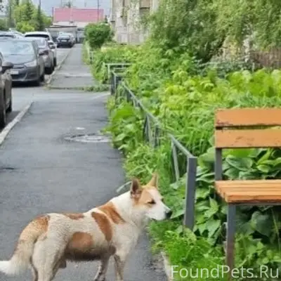 Найден пёс, Челябинск, район ЧМЗ
