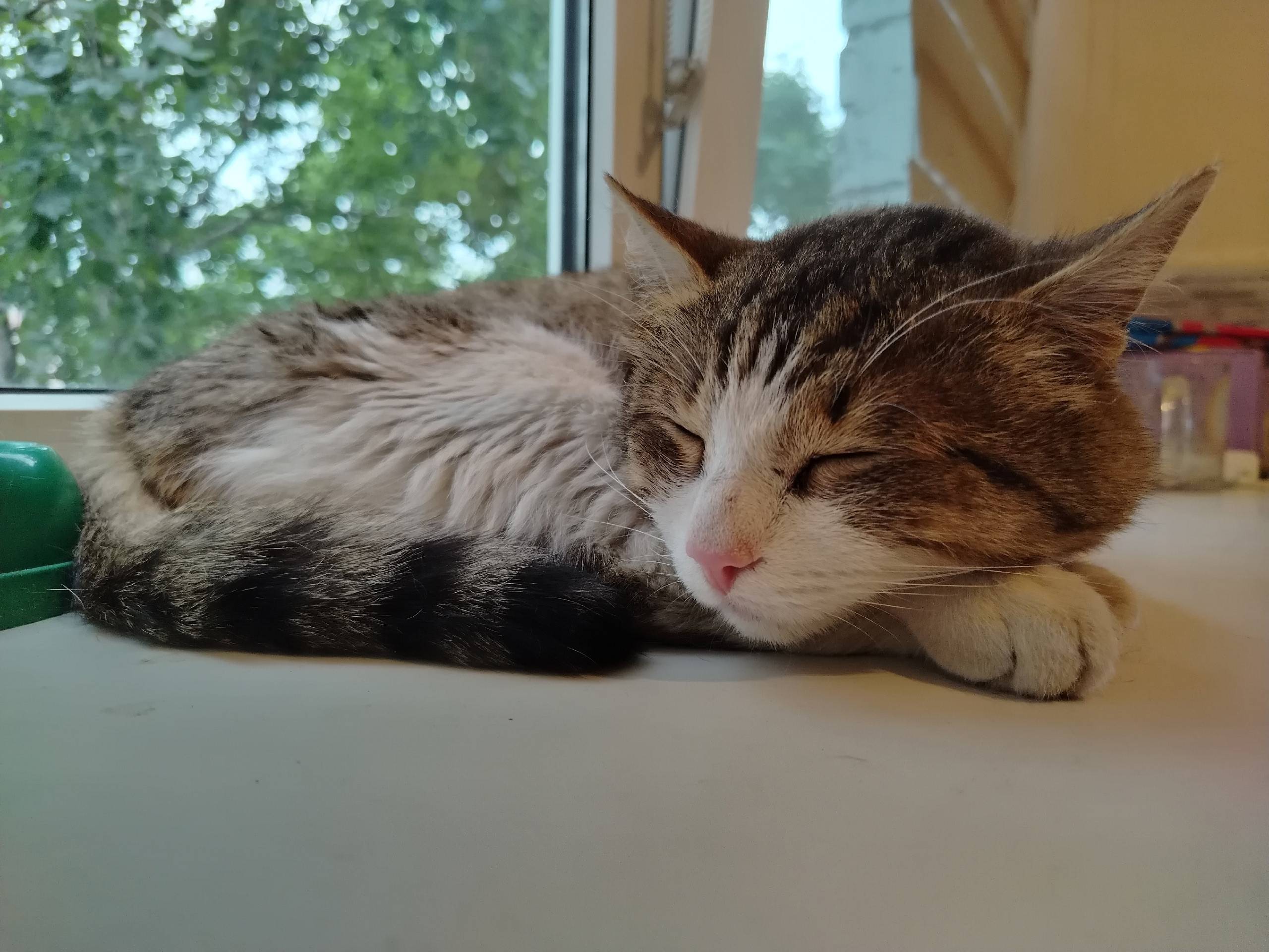 Найден кот Эдик, КПД (Пермякова 1)