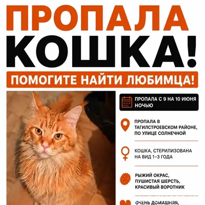 Пропала кошка Мейн-Кун, Тагилстрой