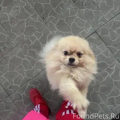 Пропал мальчик Стёпа, Левашово