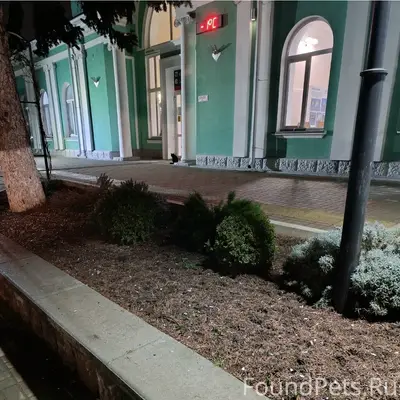Пропал чёрный кот, хромает, Бахчисарай