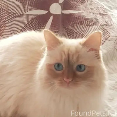 Пропала кошка Ася