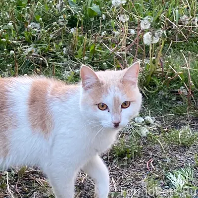Найден кот, ласковый и игривый, мкр Бурансы