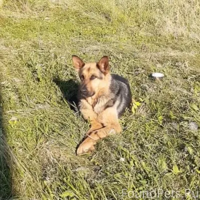 Пропали собаки, Елецкий район