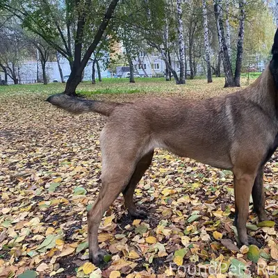 Пропала бельгийская овчарка, снт берёзка
