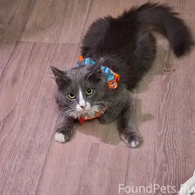 Найдена кошка Алиса, Нижний Новгород