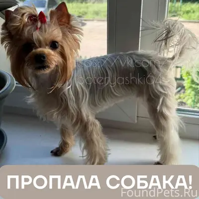 Пропала собака йоркширский терьер Бэся, Энгельс