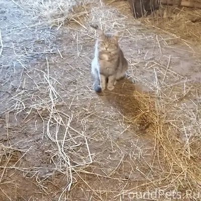 Пропал кот Матроскин