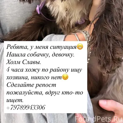 Пропала собака, Ялта