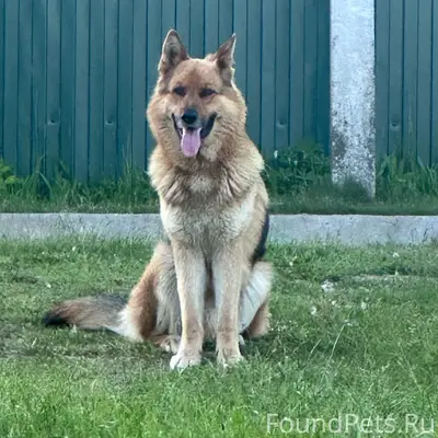 Найден пёс, деревня Пески Нюксенского района