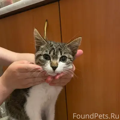 Найден котёнок-мальчик, 4–5 месяцев