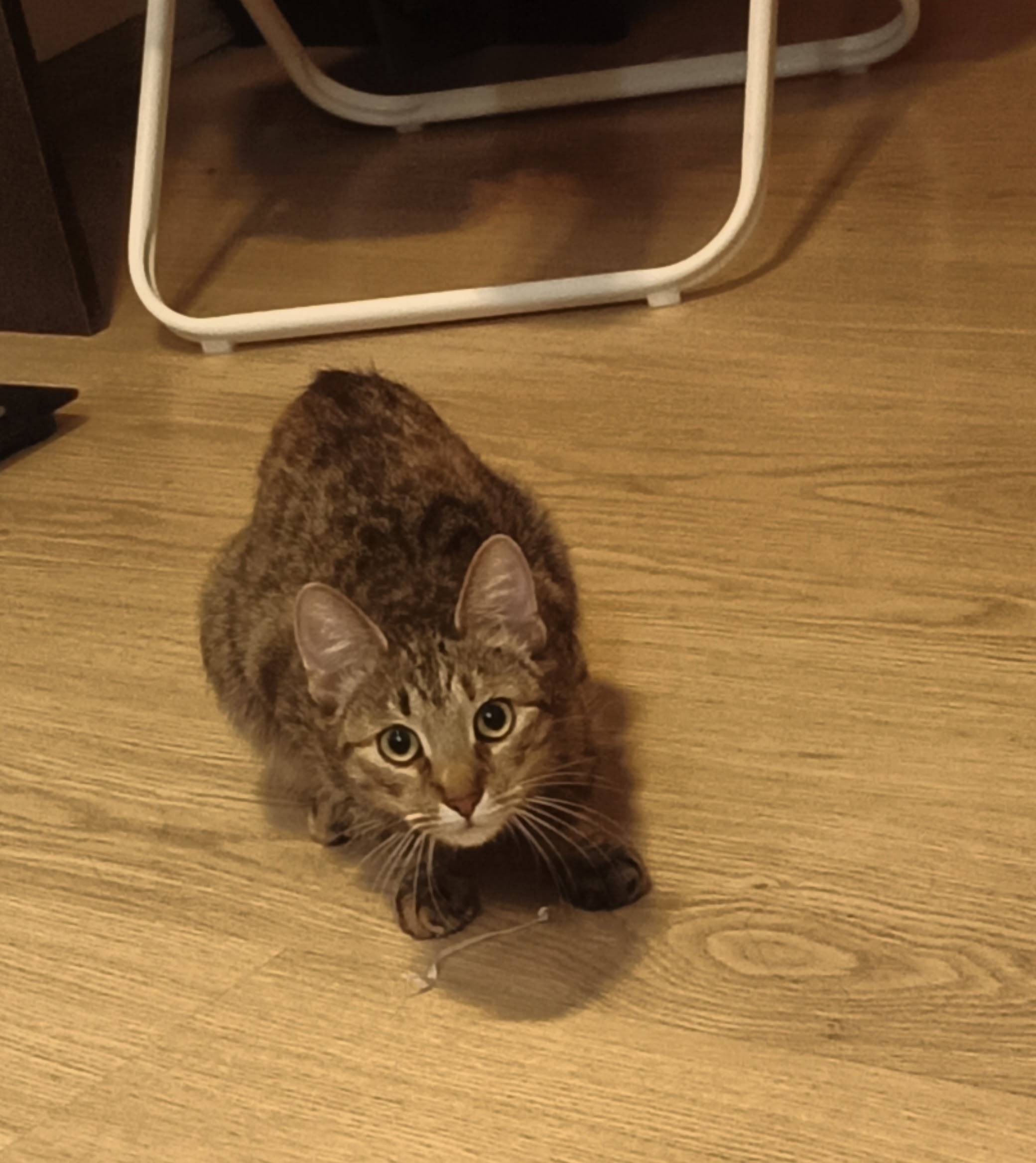 Пропала кошка, Зеленоград