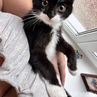 Пропала кошка Ася, Кохма
