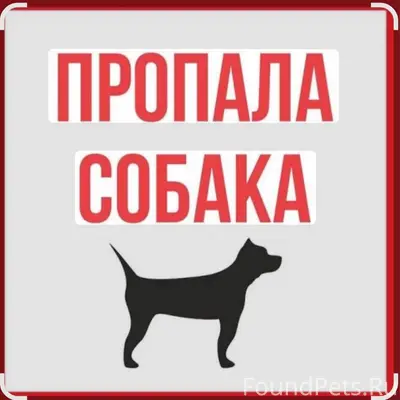 Пропал мопс Арчи, улица Полевая