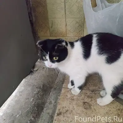 Найдена домашняя кошечка, место неизвестно