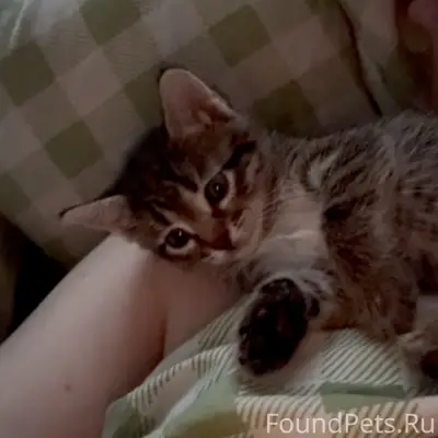 Пропал котёнок, Красноармейский район