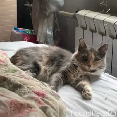 Пропала кошка Кияра, Уссурийская улица