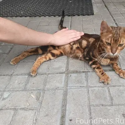 Найдена бенгальская кошка, Московский район