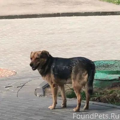 Найдена собака, ЖК Анкудиновский парк