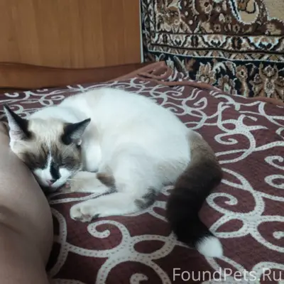 Пропал молодой кот Филя, улица Ивана Франко