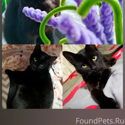 Пропала кошка, Район Победы