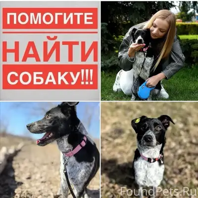 Пропала собака Луна, Лебединец 5