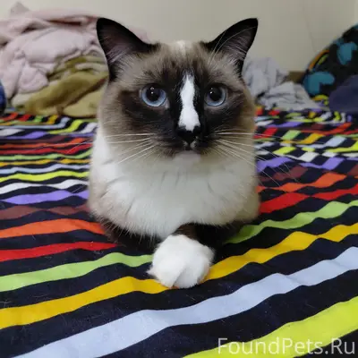 Пропал кот Кшиштов, Тюмень