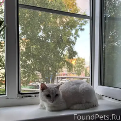 Найдена кошка, Комсомольский бульвар