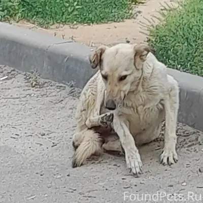 Пропала собака Жули, Волгоград