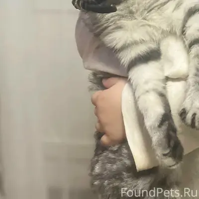 Пропал кот, район Радуги пятиэтажки