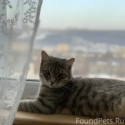Пропал серый кот, район ул. Жукова