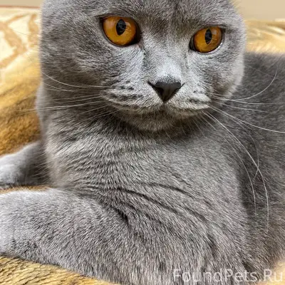 Пропал кот Бони, 4 мкр