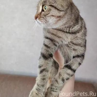 Найдена вислоухая кошка, Николаева