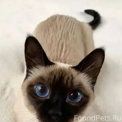Пропала сиамская кошка, Набережный переулок