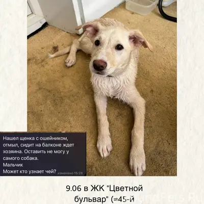 Найден щенок, ЖК 'Цветной бульвар'