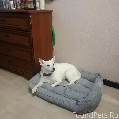 Пропала собака, глухая, белый окрас, пляж Дубенки