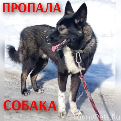 Пропал Блэк, пугливая собака с ошейником, Непотягово