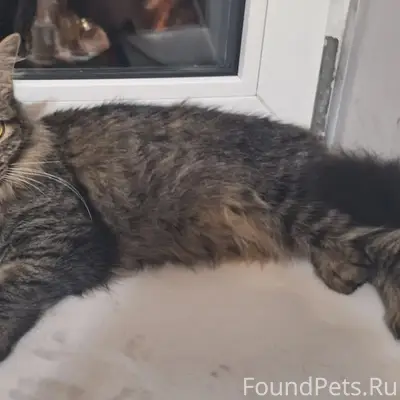 Пропала кошка Коша, пересечение Мичурина и Сарыгина