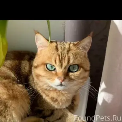 Пропал британский кот, Куба