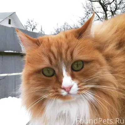 Пропала кошка, рыжая, дача