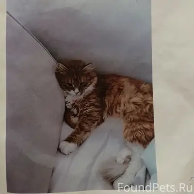 Пропал кот, район 5 школы