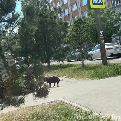 Пропал пёс, Бежица
